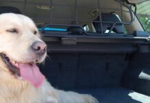 Aumentan un 5,12% los siniestros de tráfico por el atropello de perros y gatos